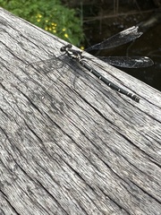 Austroargiolestes calcaris