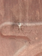 Cryptachaea gigantipes