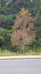 Phytophthora ramorum