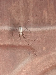 Cryptachaea gigantipes