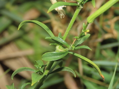 Silene fissipetala kiruninsularis