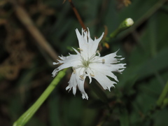 Silene fissipetala kiruninsularis
