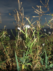 Silene fissipetala kiruninsularis