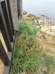 Silene fissipetala kiruninsularis