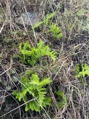 Polypodium glycyrrhiza