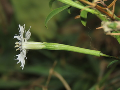 Silene fissipetala kiruninsularis