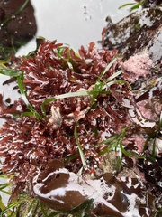 Leptasterias hexactis