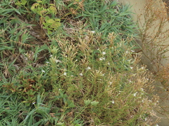 Silene fissipetala kiruninsularis