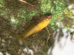 Xiphophorus variatus