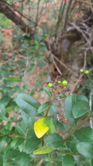 Ligustrum ovalifolium