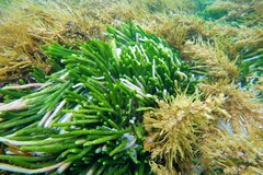 Caulerpa brownii