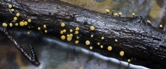 Vibrissea truncorum