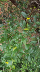 Ligustrum ovalifolium