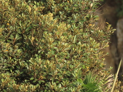 Planchonella obovata