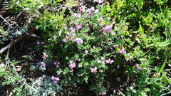 Astragalus vexilliflexus