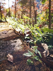 Cyanthillium cinereum