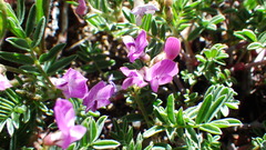 Astragalus vexilliflexus