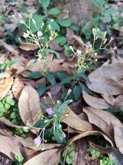 Cyanthillium cinereum