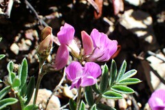 Astragalus vexilliflexus