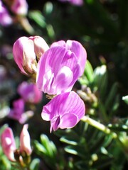 Astragalus vexilliflexus