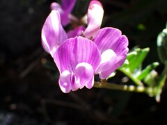 Astragalus vexilliflexus