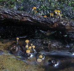 Vibrissea truncorum
