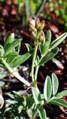 Astragalus vexilliflexus