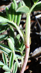 Astragalus vexilliflexus