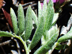 Astragalus vexilliflexus