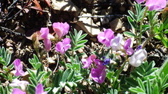 Astragalus vexilliflexus