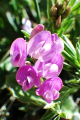Astragalus vexilliflexus
