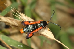 Pyropteron chrysidiforme