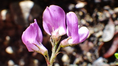 Astragalus vexilliflexus
