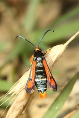 Pyropteron chrysidiforme