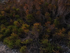 Arthroceras subterminale