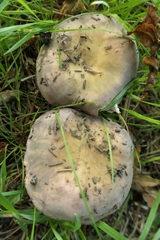 Russula ionochlora