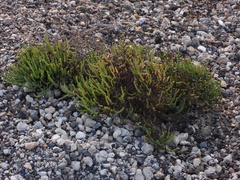 Arthroceras subterminale