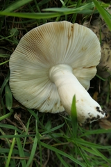 Russula ionochlora