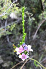 Cyanothamnus coerulescens
