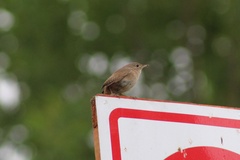 Troglodytes aedon chilensis