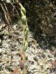 Calochilus