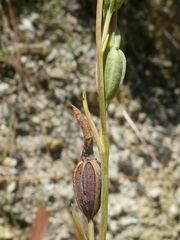 Calochilus