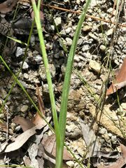 Calochilus