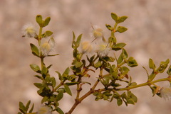 Larrea tridentata tridentata