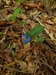 Commelina cyanea
