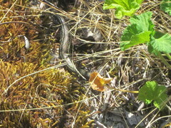 Ctenotus labillardieri