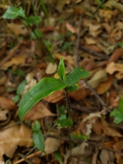 Commelina cyanea