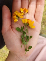 Lotus uliginosus