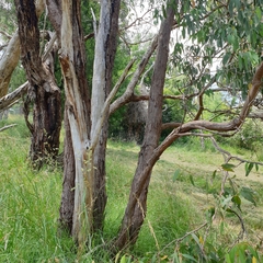 Eucalyptus dives