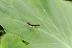 Odontomantis planiceps